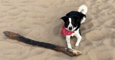Mystery dog illness 'rapidly spreading' across UK and what symptoms to look out for