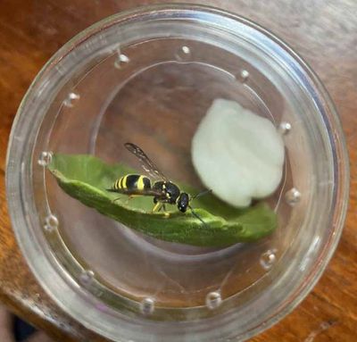 Insect-infested aircraft at Heathrow forced to abandon take-offs