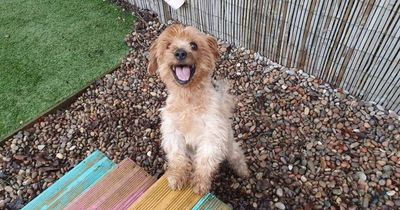 Lanarkshire rescue centre appeals for help to feed 100 dogs as supplies run low