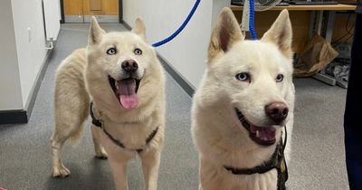 Search for owner as £1,000 Siberian Huskies found wandering streets of Nottinghamshire