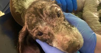 NI puppy farm dog bred to verge of death put to sleep to end her suffering