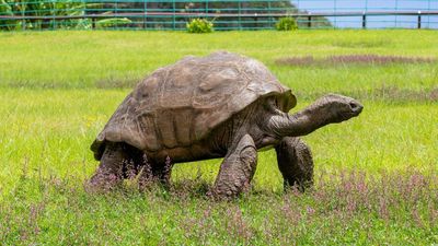 World’s Oldest Tortoise, Jonathan, Celebrates 190th Birthday This Year