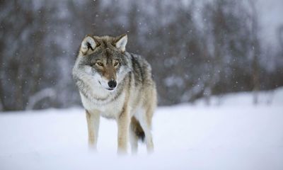 Norway’s wolves ‘saved for this year’ as animal rights groups fight cull