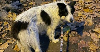 Tributes after Cabbage the Twitter-famous dog dies just months after being stolen