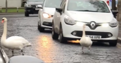 East Lothian drivers astonished after pair of cheeky swans bring traffic to a halt