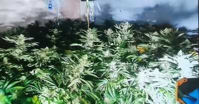 Police seize 900 cannabis plants after finding them growing in four separate houses in Bishop Auckland