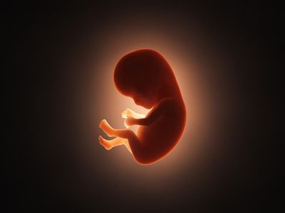 Chinese scientists build robot nanny to care for babies in artificial womb