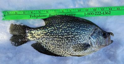 A crappie celebration: Fish of the Week goes for catches on the ice and from open water