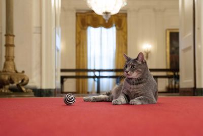 Joe Biden can reset his presidency with Willow the cat - Roll Call