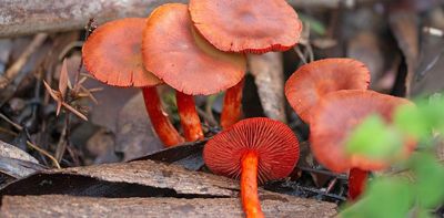 The ancient, intimate relationship between trees and fungi, from fairy toadstools to technicolour mushrooms
