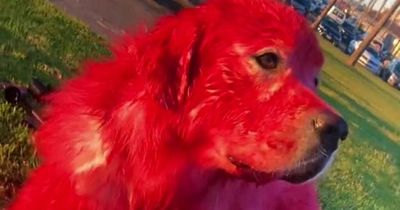 Woman accused of 'animal abuse' for dyeing pet dog's fur red hits back at trolls