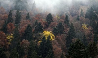 Global count estimates Earth has 73,000 tree species – 14% more than reported