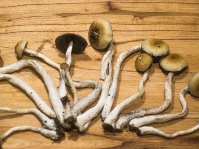 Magic Mushrooms For Depression: Clinical Trial Of Active Compound Approved For Patients Using Antidepressants