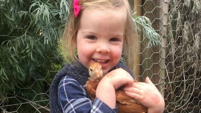 Chickens in short supply as COVID drives demand for backyard egg farming