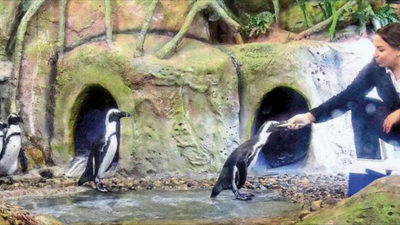 'Mumbai's penguin facility better than one in Gujarat'