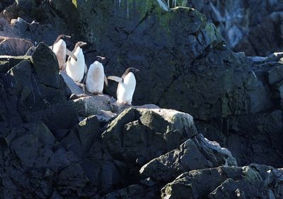 Penguins offer varied clues to Antarctic climate change