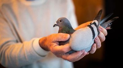 Poland…Hidden Paradise for Racing Pigeons