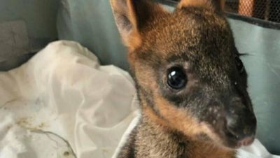 'Sickening': Joey survives burn attempt in bush at Cardiff