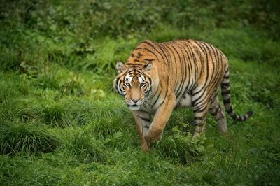 Tiger breeding, exports flourish in S.Africa: charity