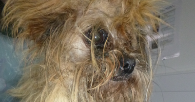 Heartbreaking moment seven dogs chase after van after being dumped in the street