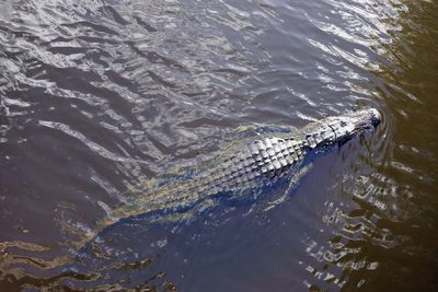 Hunter kills 13ft alligator after 65st ‘absolute beast’ poached livestock in Florida