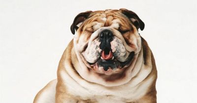 First legal ban on breeding Bulldogs and Cavaliers announced