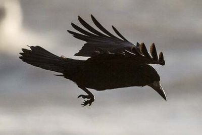 Swedish city trials use of crows to pick up litter