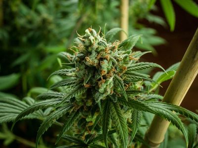 ScottsMiracle-Gro: First Quarter Results, Increases Full-Year Sales Outlook for U.S. Consumer Segment