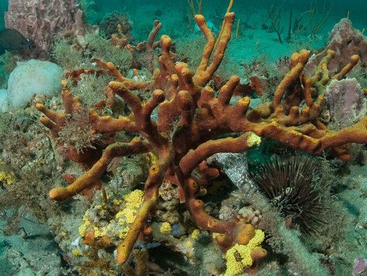 Sea sponges were the first animals on Earth,…