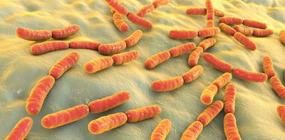 Gut bacteria could help protect against COVID and even lead to a new drug – new research