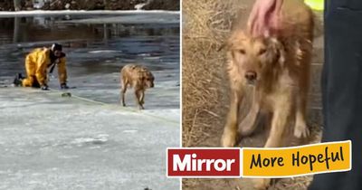 Heroic firefighter rescues dog from freezing water after it chased a goose into a pond