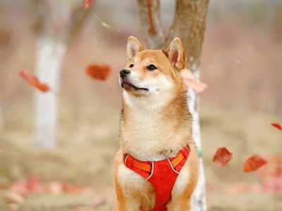 This CEO Explains How Shiba Inu Can Reach $0.01 'Through Entertainment'