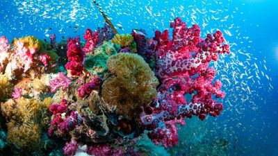 Coral reef safe zones set to plummet, while potential bleaching events loom in Qld, WA