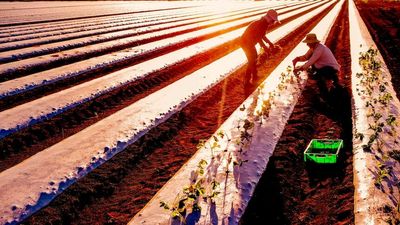 Farm worker floor price to begin in late April after Fair Work Commission ruling