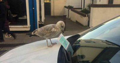 Unlucky driver facing hefty fine after seagull swiped parking ticket from windscreen