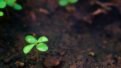 Researchers pitch pee-based fertiliser trial to make Brisbane parks a wee bit better