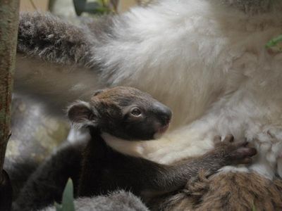 UK koala birth a first for Europe