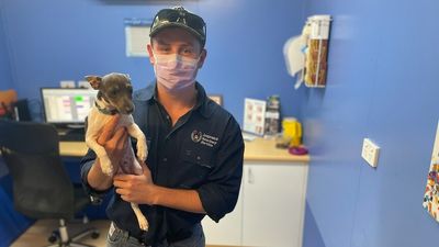 Queensland vets 'perplexed' by stringent rules forcing asymptomatic close contacts to isolate