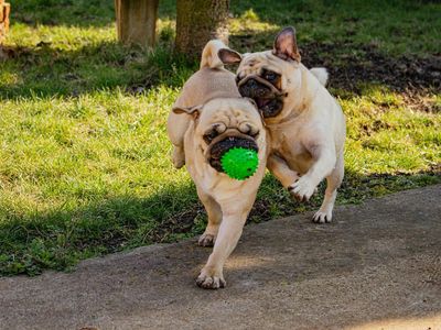 This Play-To-Earn Meme Coin Is Up Over 270% Today, Outperforming Dogecoin And Shiba Inu