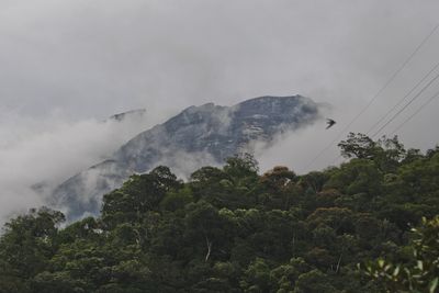 ‘Very hush-hush’: Borneo’s $80bn carbon deal stokes controversy