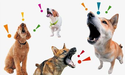From yaps to howls: what your dog’s bark means – and how to get them to tone it down