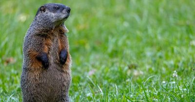 It's Groundhog Day again as people gather at Gobbler's Knob