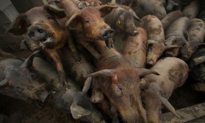 Animals farmed: Spain’s ‘poor quality’ meat, heat stress fears and billions of animals destined for landfill in the US