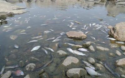 Large number of fish found dead in River Cauvery in Erode