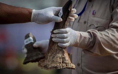 Help recover poached rhino horn, get ₹5 lakh: Assam govt.
