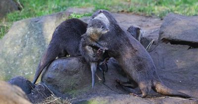 Adorable Asian otter pups born at Edinburgh Zoo make first public appearance