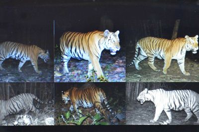 Tiger preservation to be enhanced