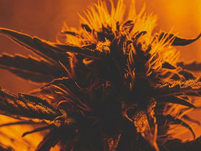 Canntab Closes $1.31M Convertible Debenture Private Placement, Corporate Secretary Resigns