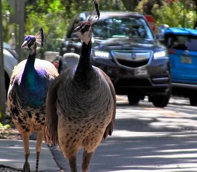 Miami agrees to do something about its peacock problem