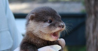 Cops in Lanarkshire on hunt for culprit after otter pup dies in illegal snare